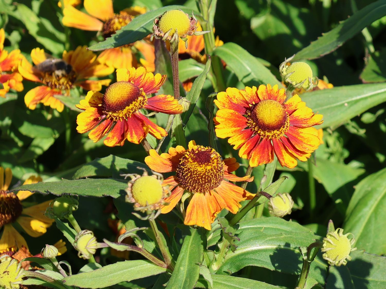 Sonnenbraut 'Peach Sundae' - Helenium x cultorum 'Peach Sundae'
