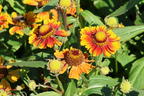 Sonnenbraut 'Peach Sundae' - Helenium x cultorum 'Peach Sundae'
