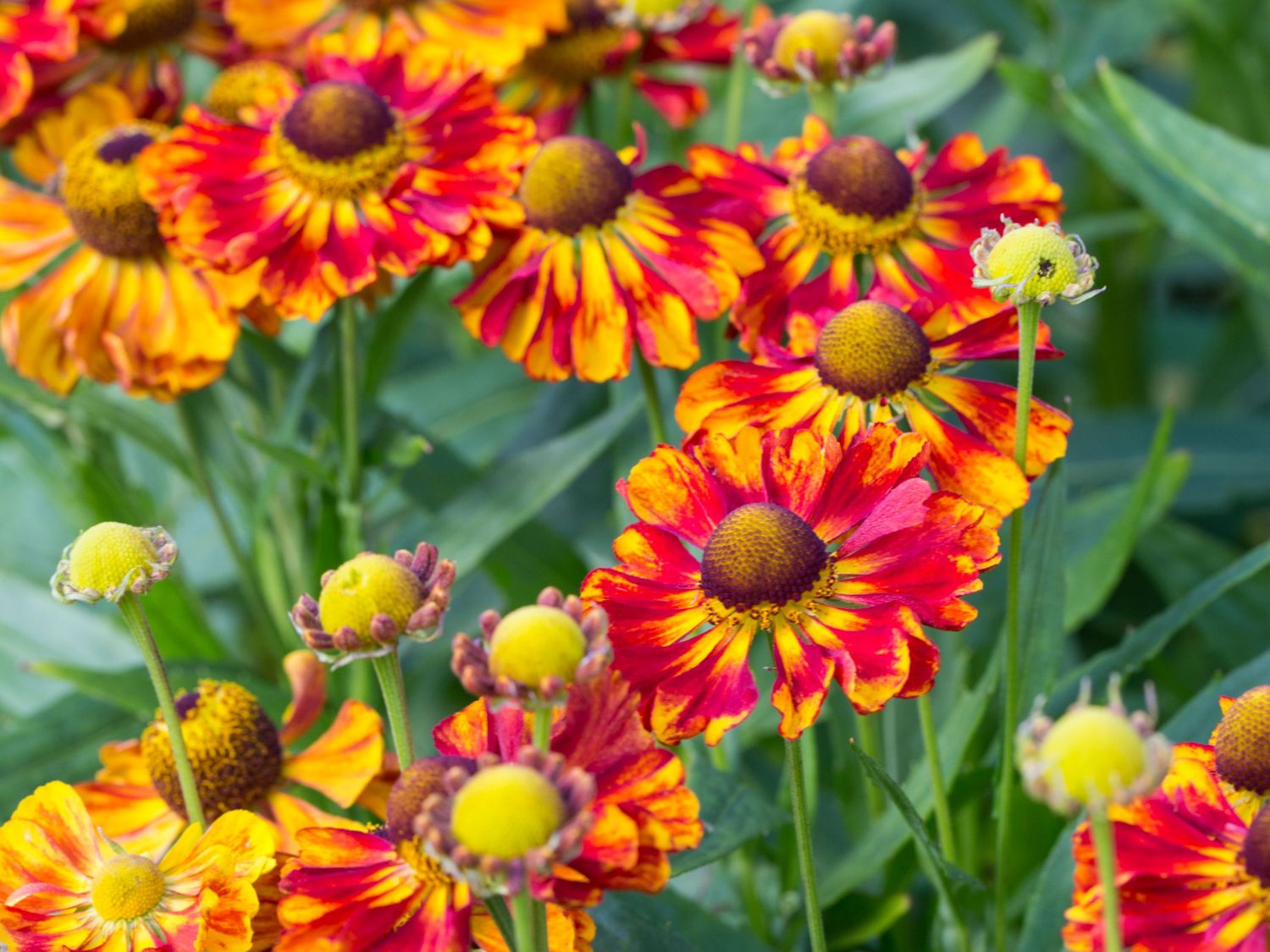Sonnenbraut 'Ragamuffin' - Helenium x cultorum 'Ragamuffin'