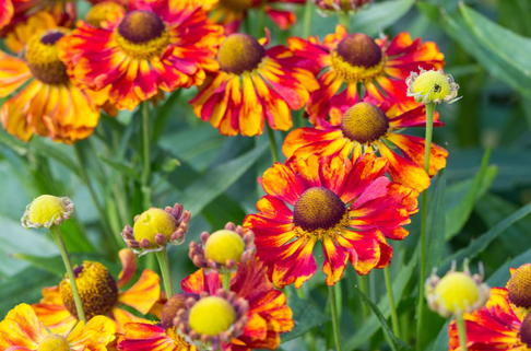 Sonnenbraut 'Ragamuffin' - Helenium x cultorum 'Ragamuffin'