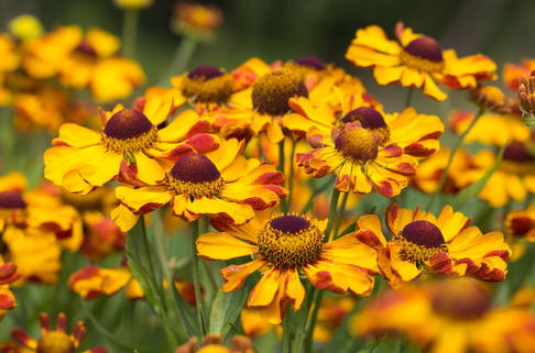 Sonnenbraut 'Rauchtopas' - Helenium x cultorum 'Rauchtopas'