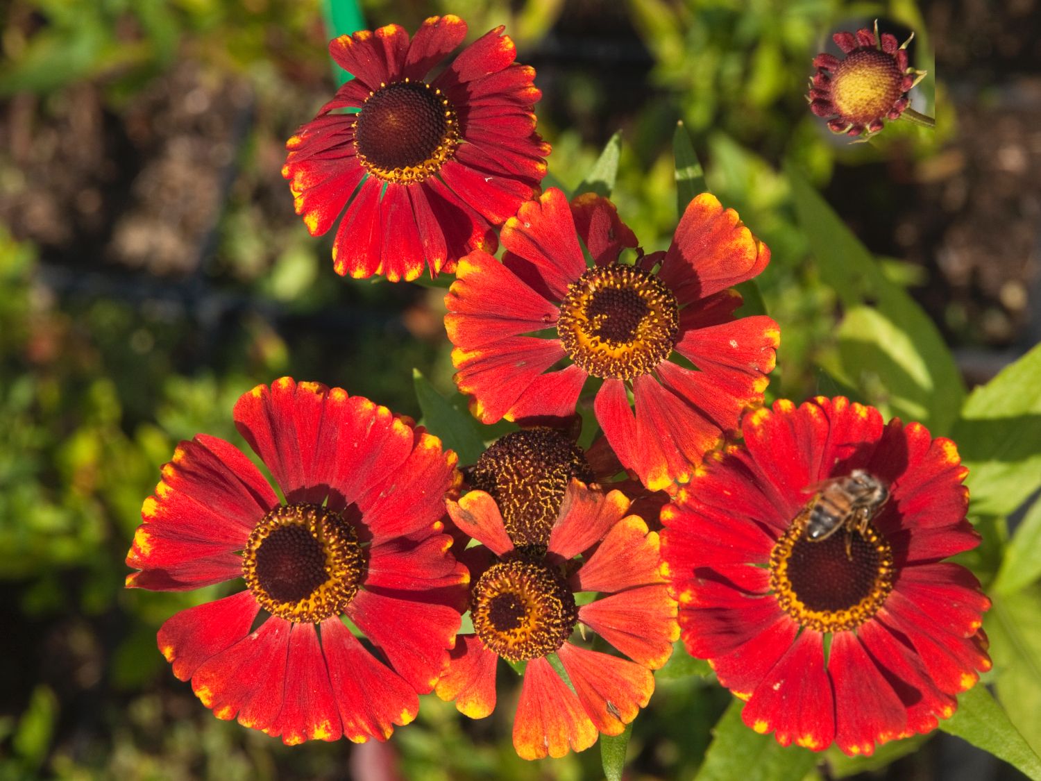 Sonnenbraut 'Red Jewel'