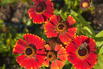 Sonnenbraut 'Red Jewel' - Helenium x cultorum 'Red Jewel'