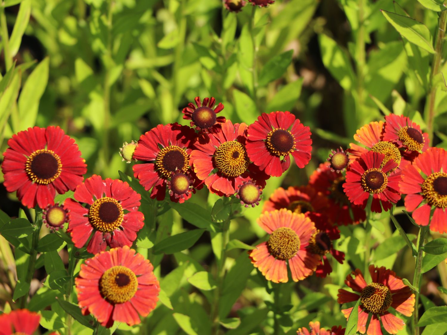 Sonnenbraut 'Red Jewel' - Helenium x cultorum 'Red Jewel'