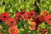 Sonnenbraut 'Red Jewel' - Helenium x cultorum 'Red Jewel'