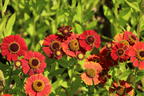 Sonnenbraut 'Red Jewel' - Helenium x cultorum 'Red Jewel'