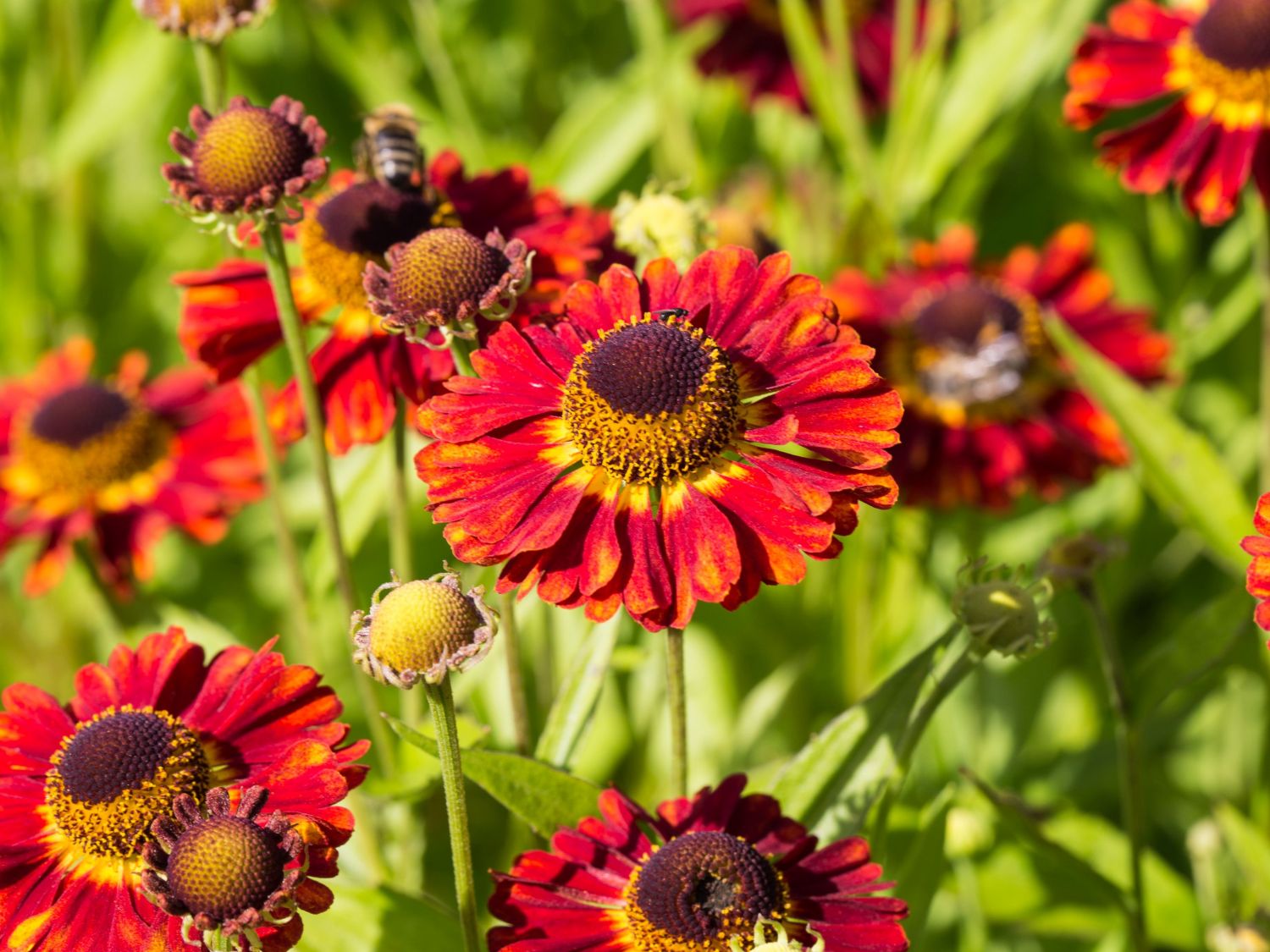 Sonnenbraut 'Salsa' ®