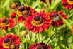 Sonnenbraut 'Salsa' ® - Helenium x cultorum 'Salsa' ®