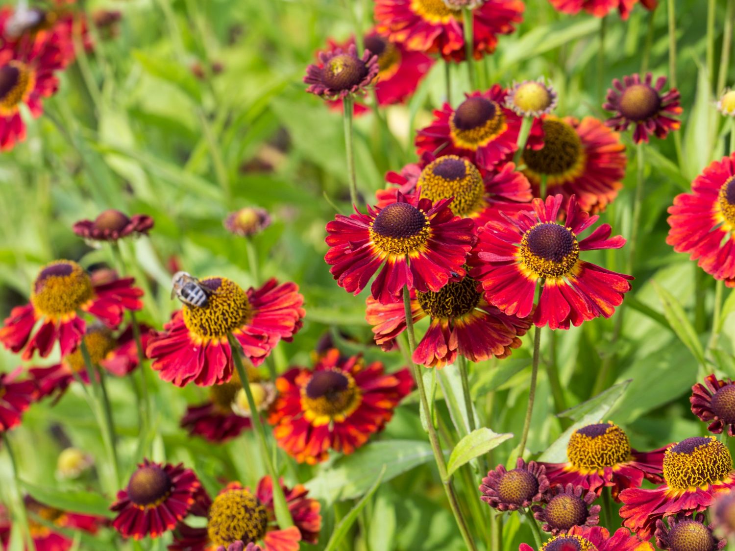 Sonnenbraut 'Salsa' ® - Helenium x cultorum 'Salsa' ®