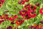 Sonnenbraut 'Salsa' ® - Helenium x cultorum 'Salsa' ®