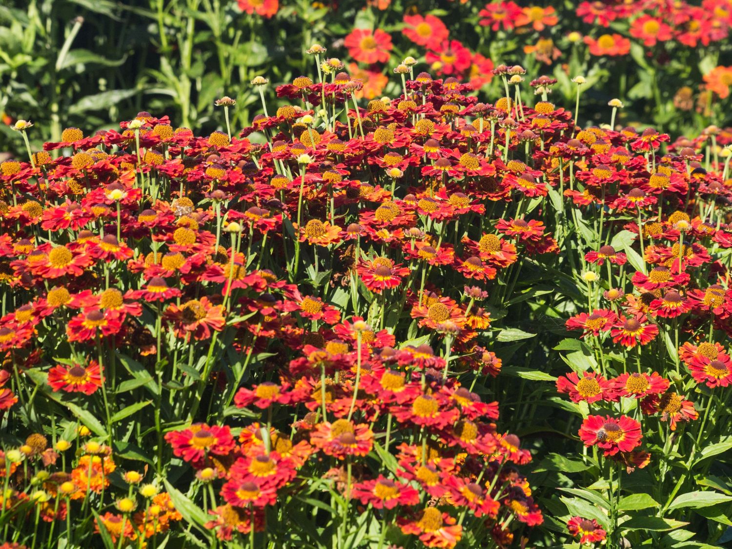Sonnenbraut 'Salsa' ® - Helenium x cultorum 'Salsa' ®