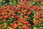 Sonnenbraut 'Salsa' ® - Helenium x cultorum 'Salsa' ®