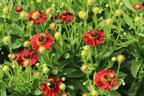 Sonnenbraut 'Salsa' ® - Helenium x cultorum 'Salsa' ®