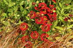 Sonnenbraut 'Salsa' ® - Helenium x cultorum 'Salsa' ®