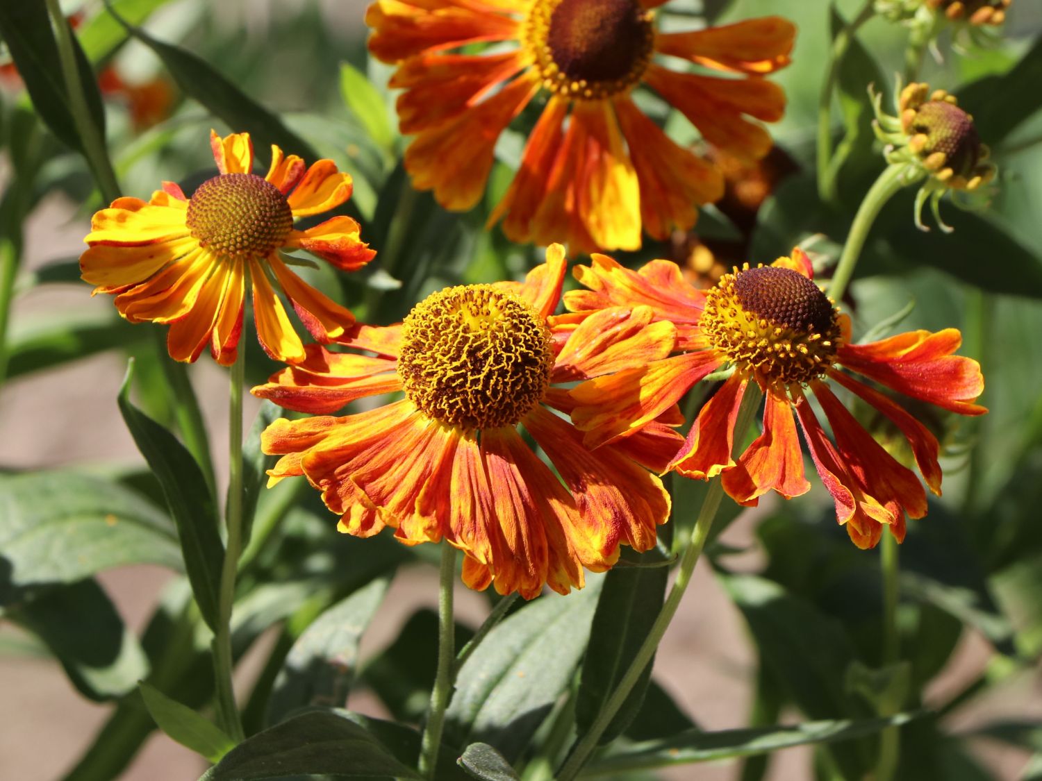 Sonnenbraut 'Waltraud' - Helenium x cultorum 'Waltraud'