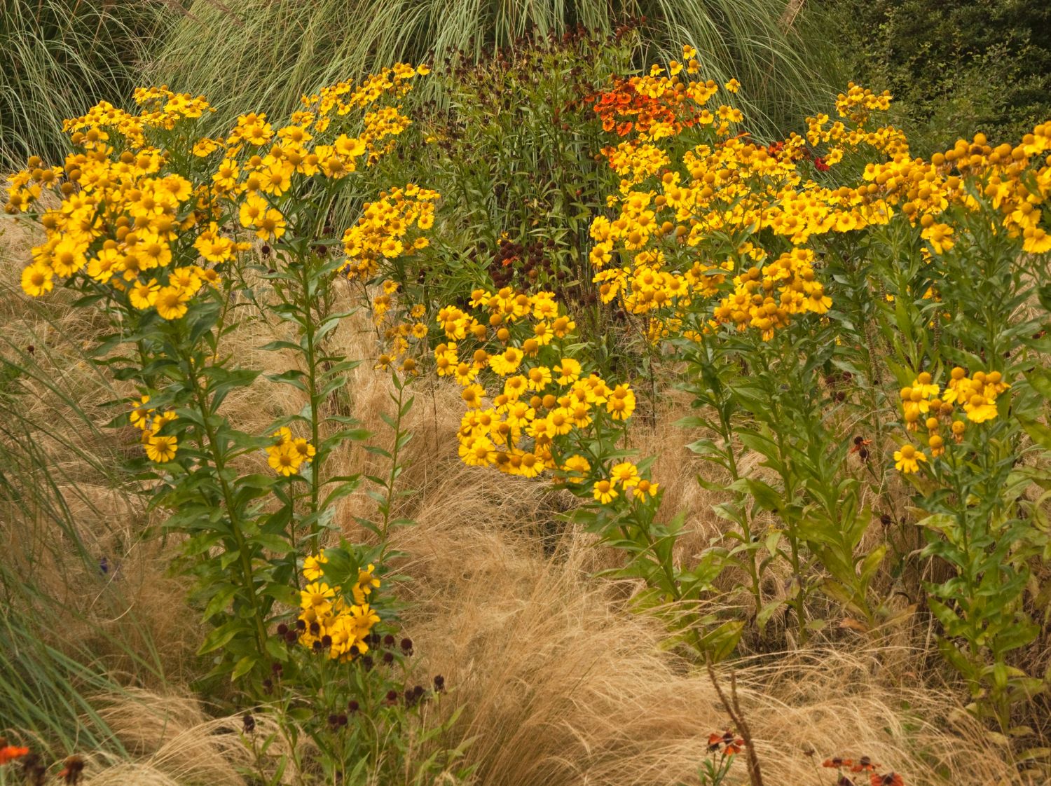 Sonnenbraut 'Wesergold'