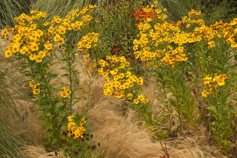 Sonnenbraut 'Wesergold' - Helenium x cultorum 'Wesergold'