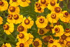 Sonnenbraut 'Wesergold' - Helenium x cultorum 'Wesergold'