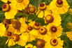 Sonnenbraut 'Wesergold' - Helenium x cultorum 'Wesergold'