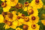 Sonnenbraut 'Wesergold' - Helenium x cultorum 'Wesergold'