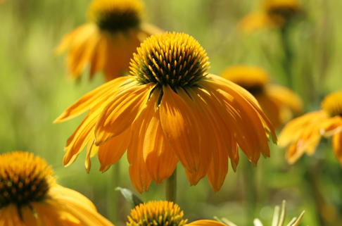 Scheinsonnenhut 'Prairie Blaze Yellow' - Echinacea 'Prairie Blaze Yellow'