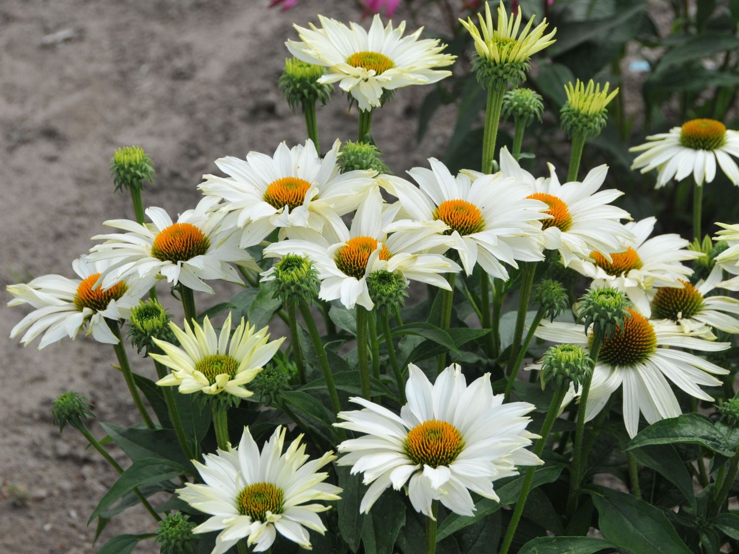 Sonnenhut JS ® 'Ivo's Poem'