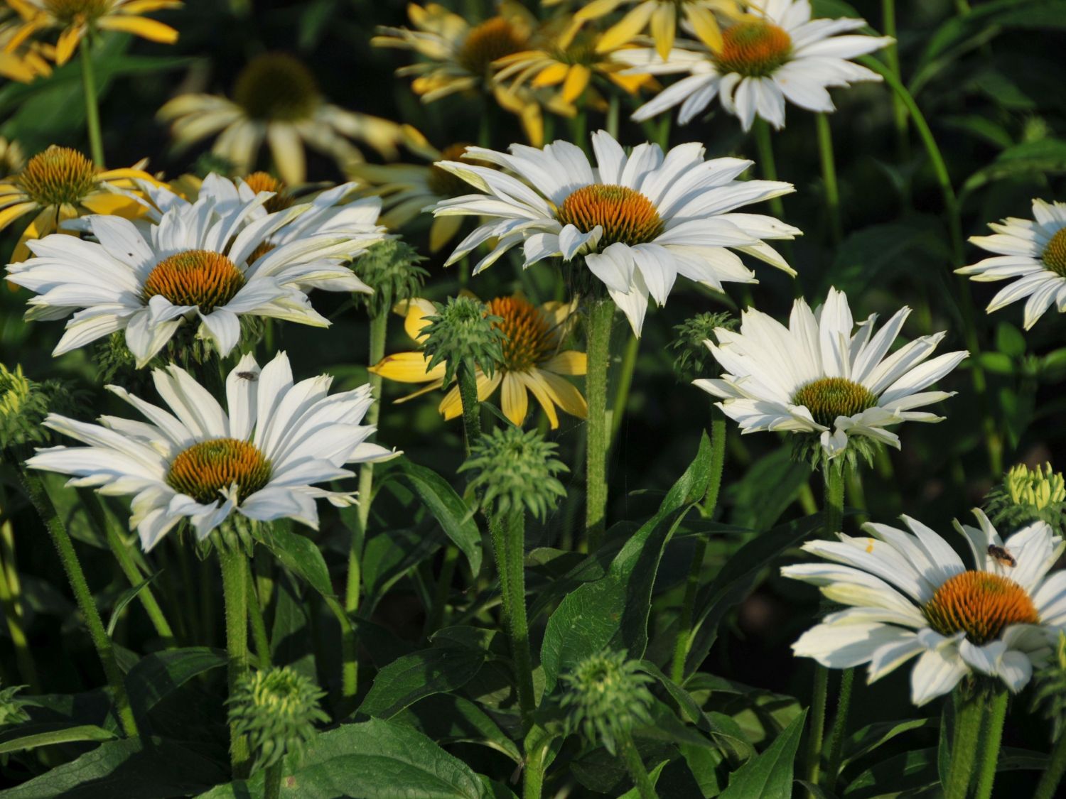 Sonnenhut JS ® 'Ivo's Poem' - Echinacea purpurea JS ® 'Ivo's Poem'