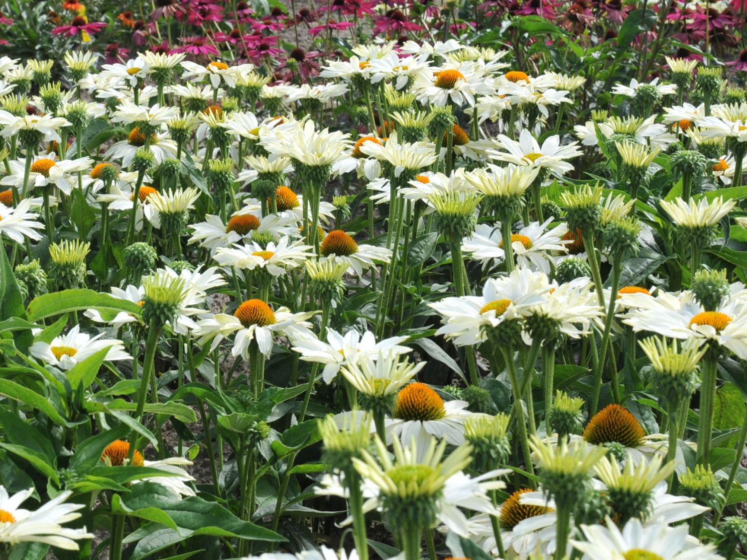 Sonnenhut JS ® 'Ivo's Poem' - Echinacea purpurea JS ® 'Ivo's Poem'