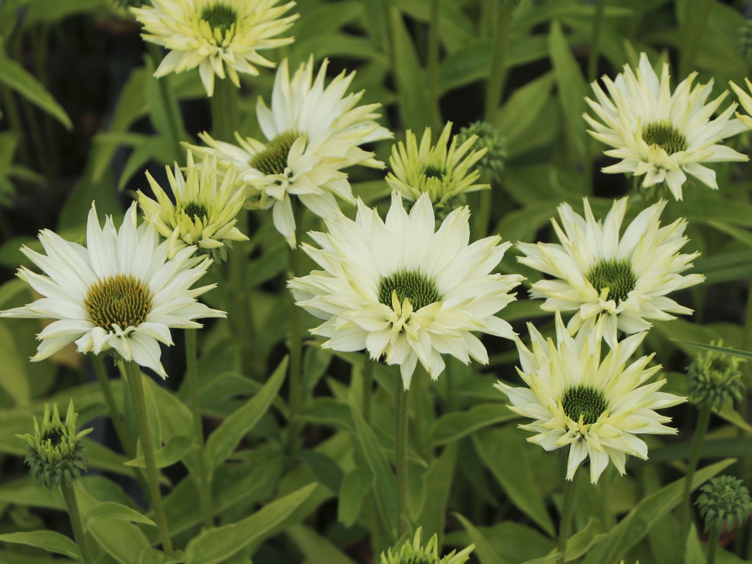 Sonnenhut JS ® 'Ivo's Poem' - Echinacea purpurea JS ® 'Ivo's Poem'