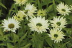 Sonnenhut JS ® 'Ivo's Poem' - Echinacea purpurea JS ® 'Ivo's Poem'