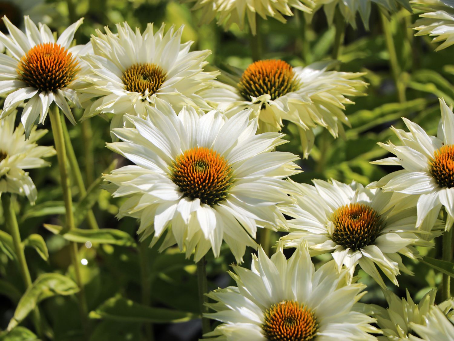 Sonnenhut JS ® 'Ivo's Poem' - Echinacea purpurea JS ® 'Ivo's Poem'