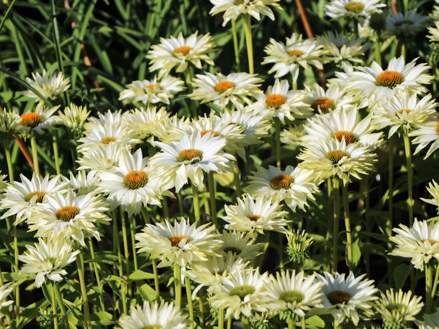 Sonnenhut JS ® 'Ivo's Poem' - Echinacea purpurea JS ® 'Ivo's Poem'