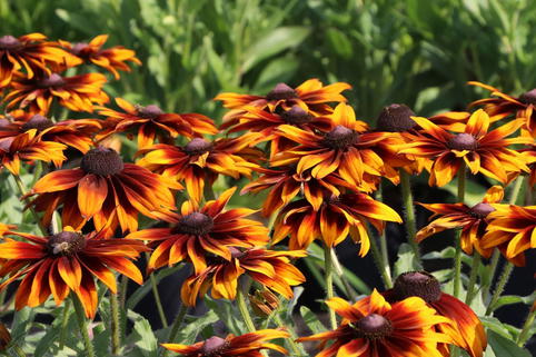 Sonnenhut 'Laughing SmileyZ' - Rudbeckia hirta 'Laughing SmileyZ'