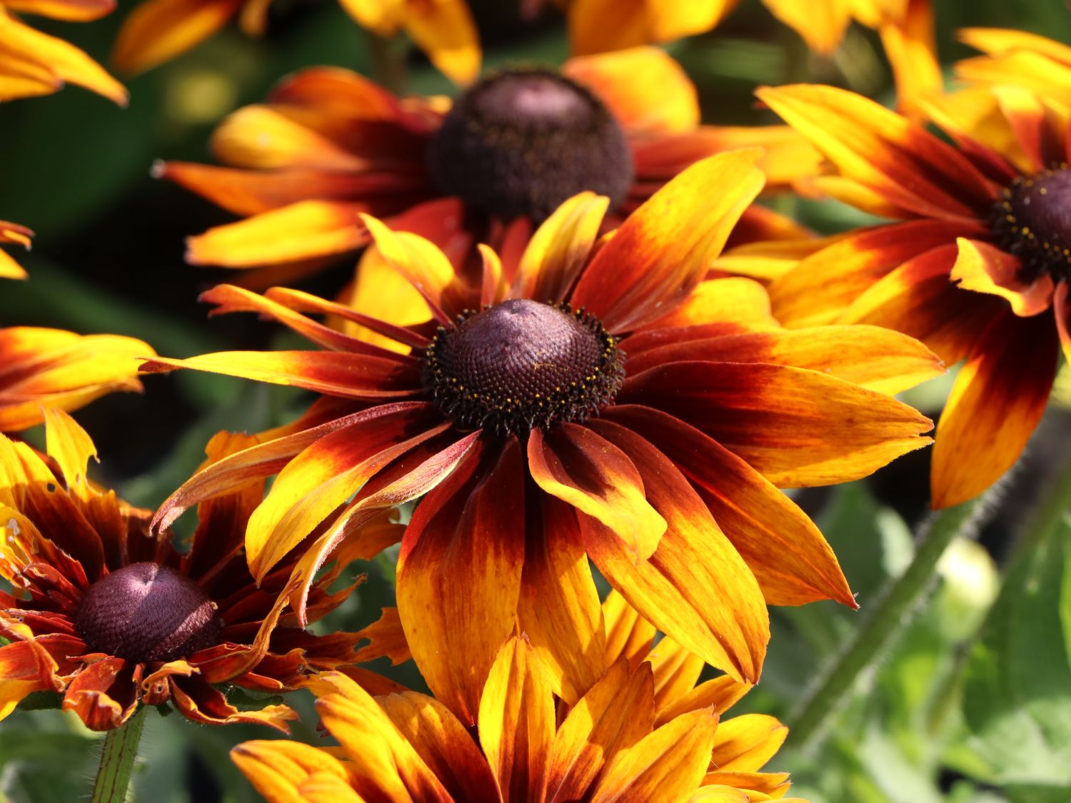 Sonnenhut 'Laughing SmileyZ' - Rudbeckia hirta 'Laughing SmileyZ'