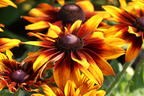 Sonnenhut 'Laughing SmileyZ' - Rudbeckia hirta 'Laughing SmileyZ'