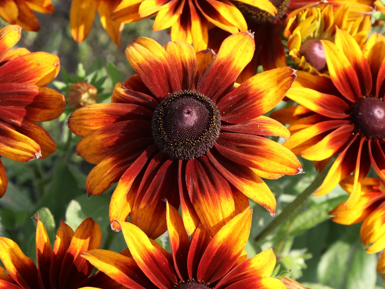 Sonnenhut 'Laughing SmileyZ' - Rudbeckia hirta 'Laughing SmileyZ'
