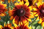 Sonnenhut 'Laughing SmileyZ' - Rudbeckia hirta 'Laughing SmileyZ'