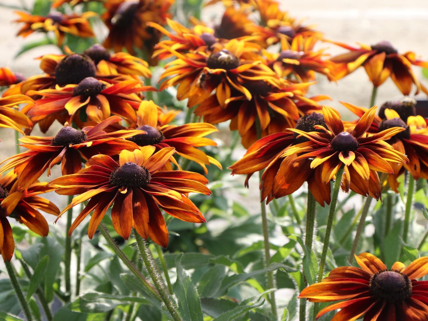 Sonnenhut 'Laughing SmileyZ' - Rudbeckia hirta 'Laughing SmileyZ'