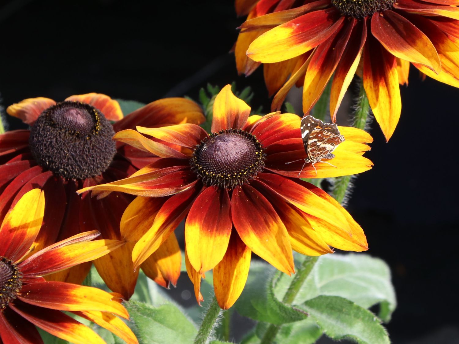 Sonnenhut 'Laughing SmileyZ' - Rudbeckia hirta 'Laughing SmileyZ'
