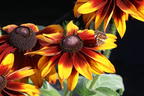 Sonnenhut 'Laughing SmileyZ' - Rudbeckia hirta 'Laughing SmileyZ'