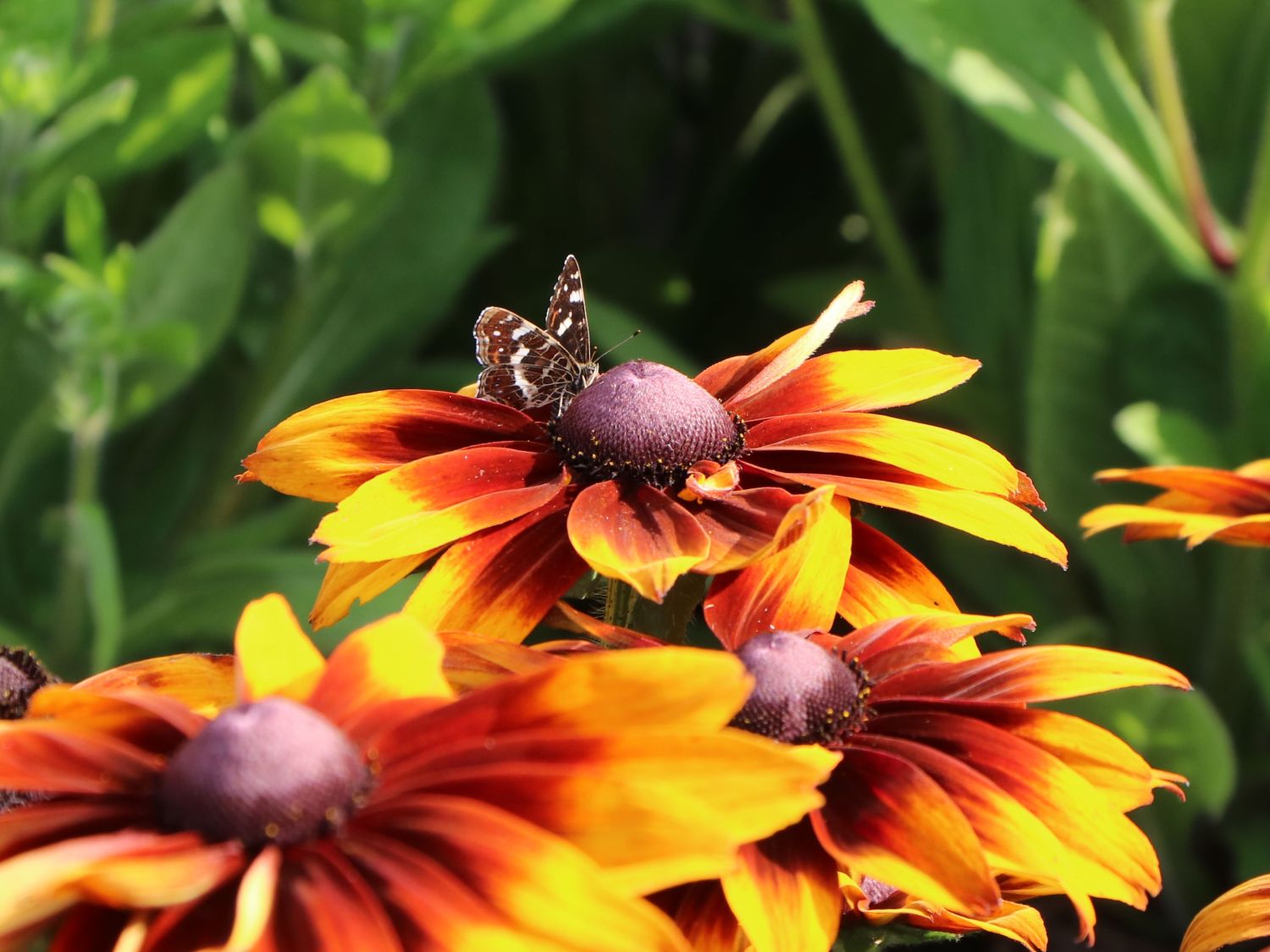Sonnenhut 'Laughing SmileyZ' - Rudbeckia hirta 'Laughing SmileyZ'