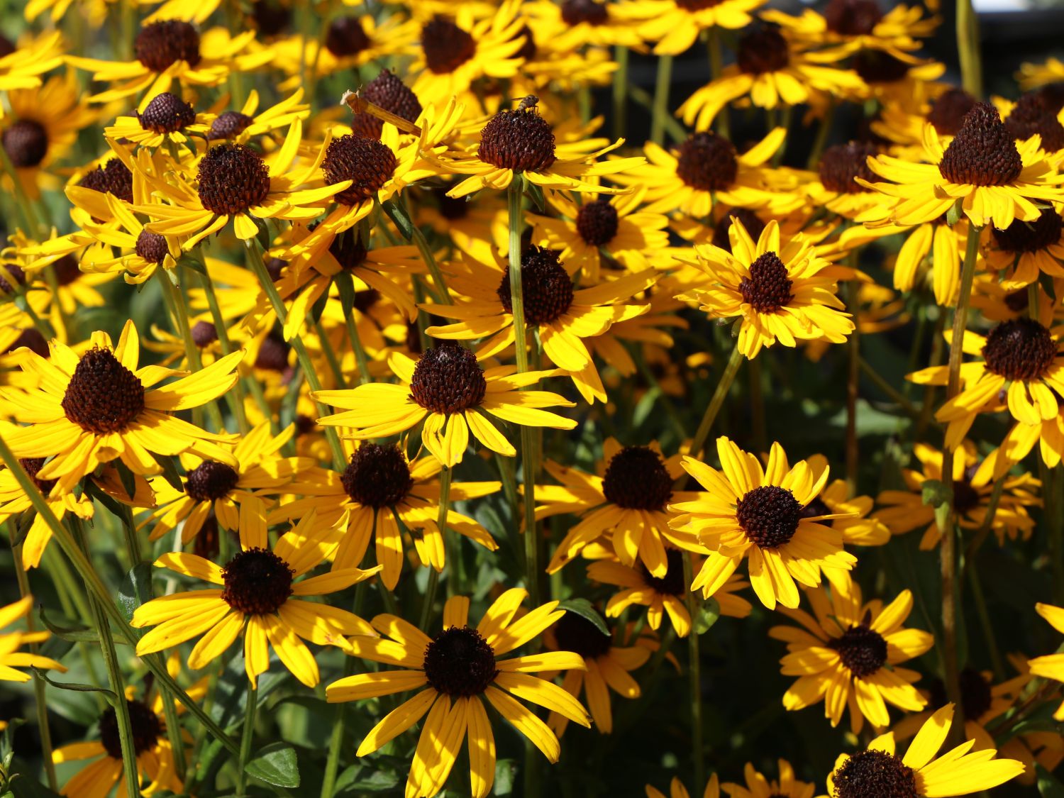 Sonnenhut 'Little Gold Star' ®