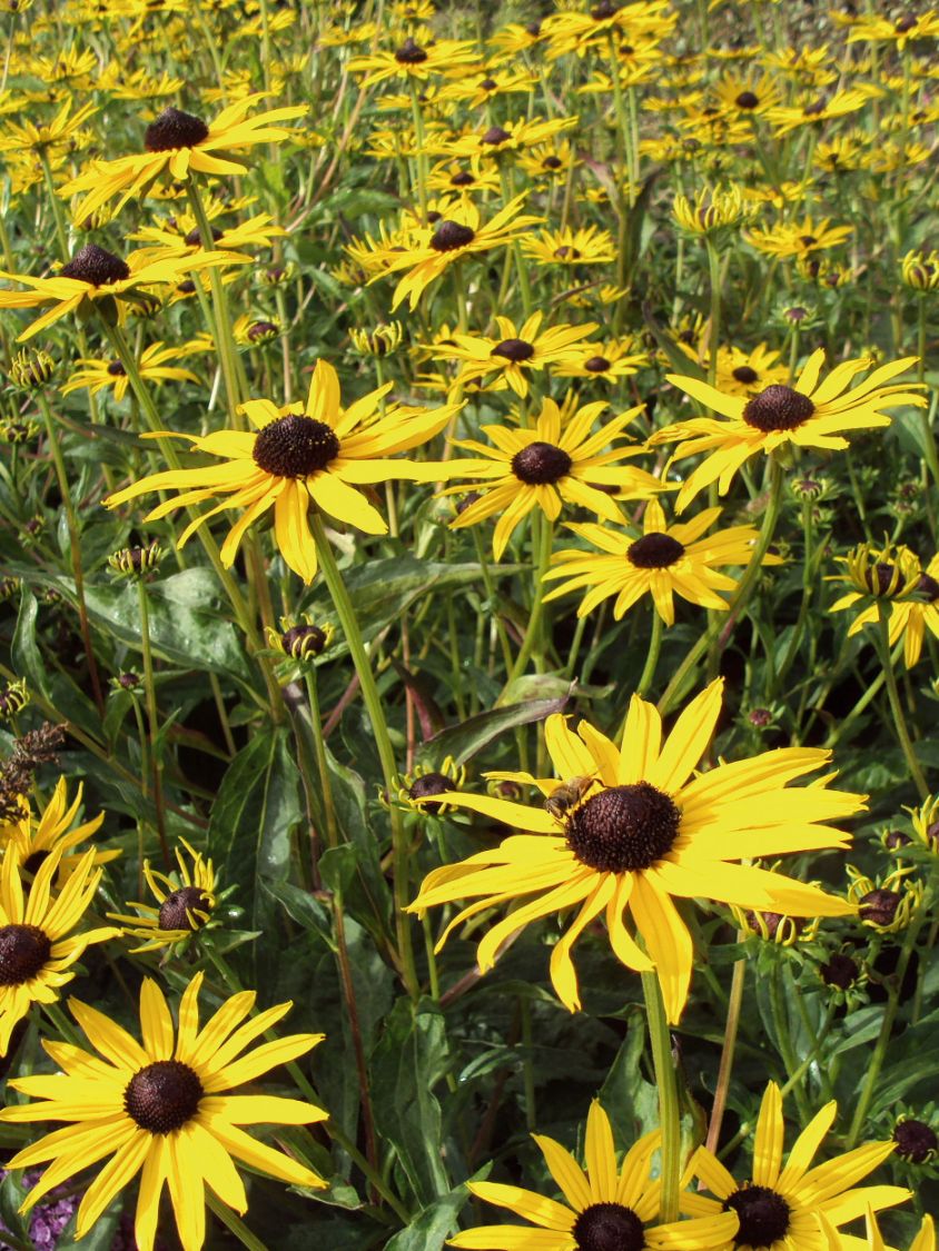 Sonnenhut 'Pot of Gold'
