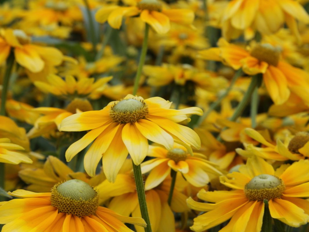 Sonnenhut 'Prairie Sun'