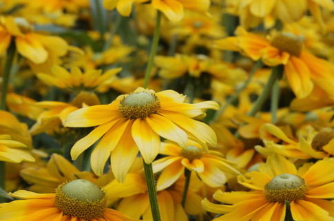 Sonnenhut 'Prairie Sun' - Rudbeckia hirta 'Prairie Sun'