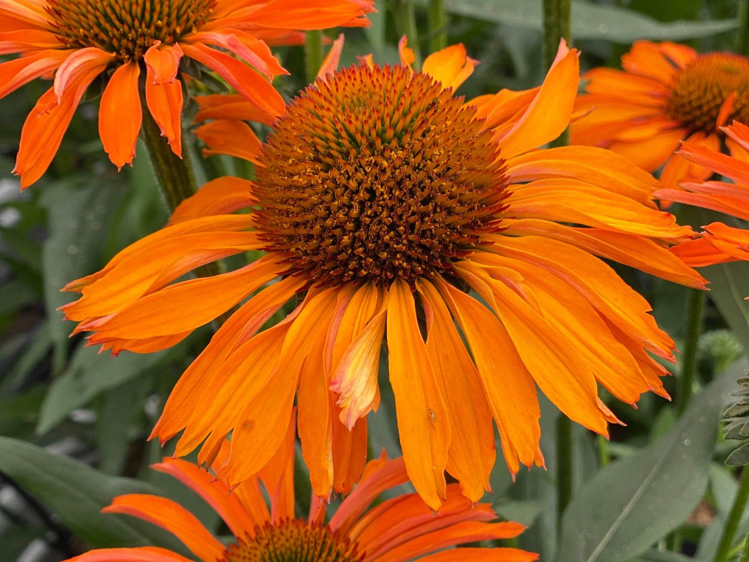 Sonnenhut Prima ® 'Saffron'