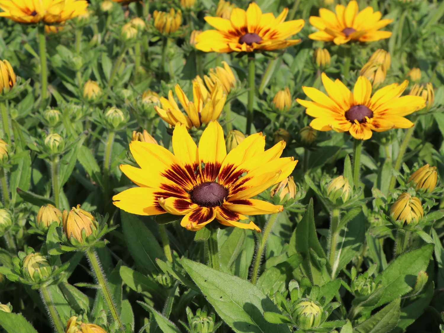 Sonnenhut Sunbeckia ® 'Alicia' - Rudbeckia Sunbeckia ® 'Alicia'
