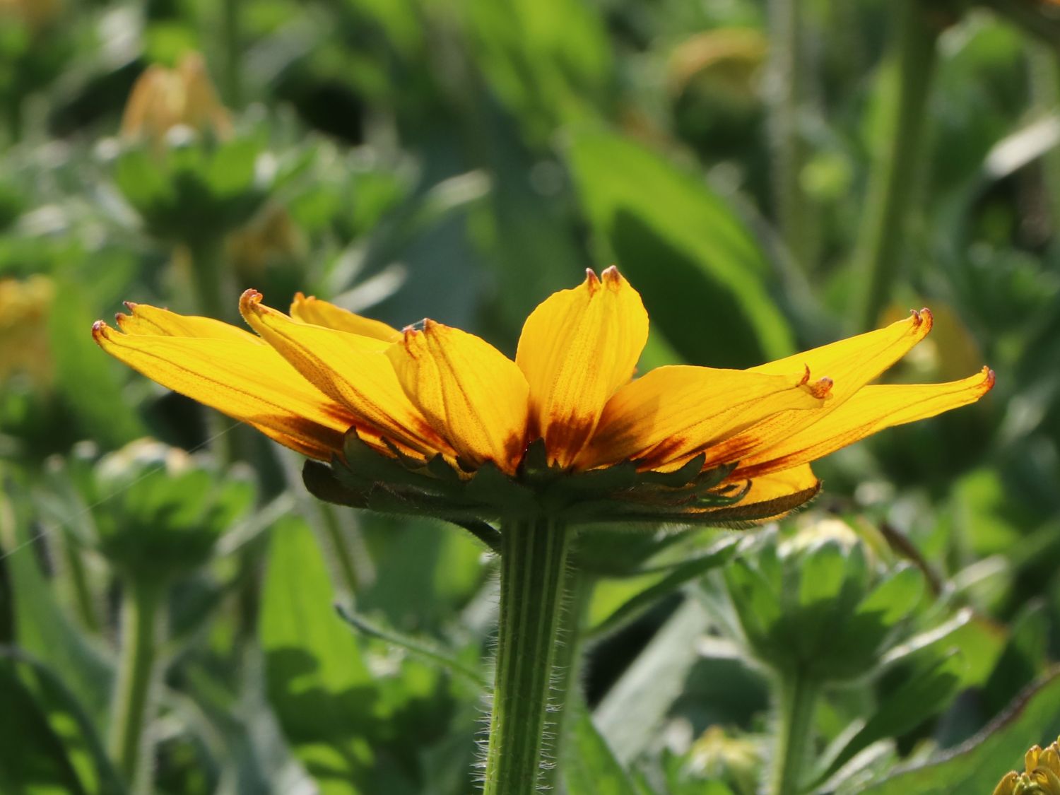 Sonnenhut Sunbeckia ® 'Alicia' - Rudbeckia Sunbeckia ® 'Alicia'