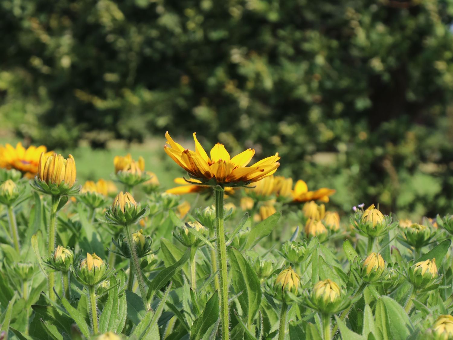 Sonnenhut Sunbeckia ® 'Alicia' - Rudbeckia Sunbeckia ® 'Alicia'