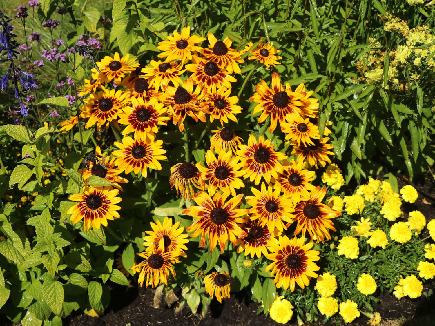 Sonnenhut Sunbeckia ® 'Alicia' - Rudbeckia Sunbeckia ® 'Alicia'